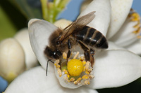 abeja2