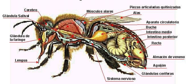 anatomia