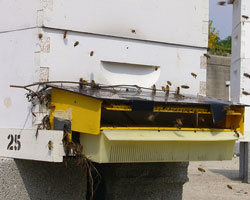 Extractor