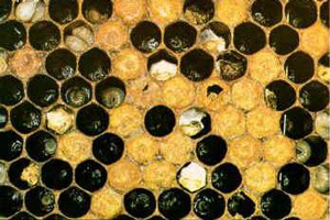 ascosfera2