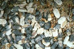 ascosfera3